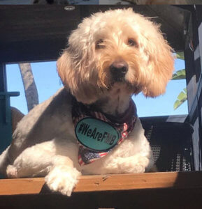 A dog show he's Fort Myers Beach proud with his #wearefmb bandana.