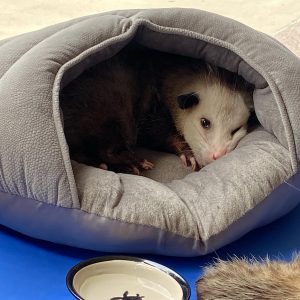 A baby possum.