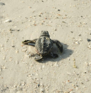 A baby sea turtle makes its way to the water.