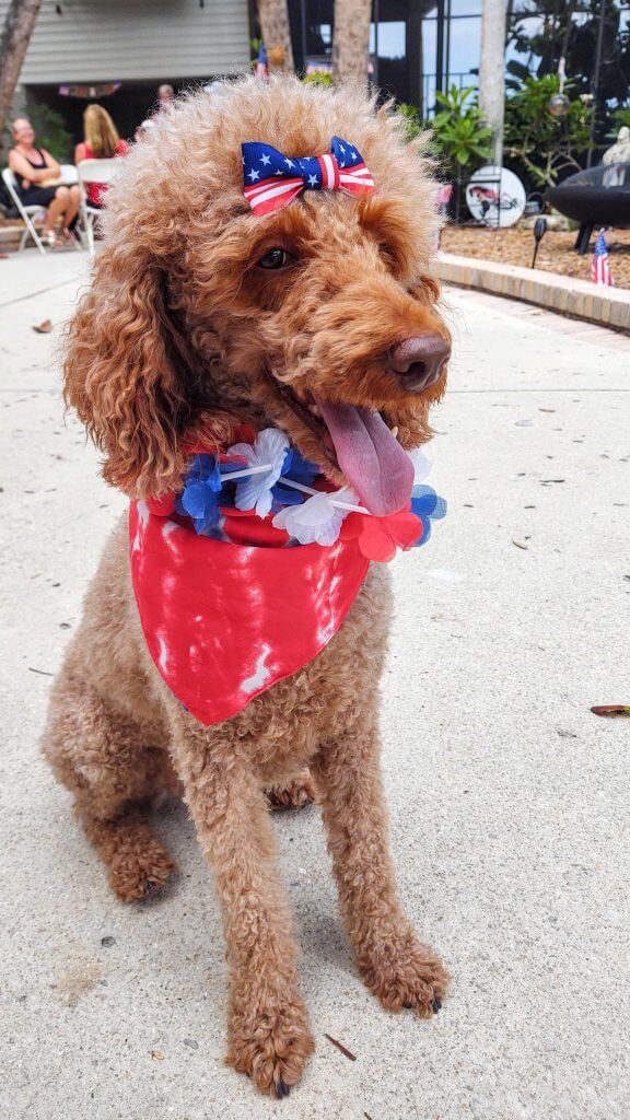 A standard poodle decked out in the colors of the USA flag.