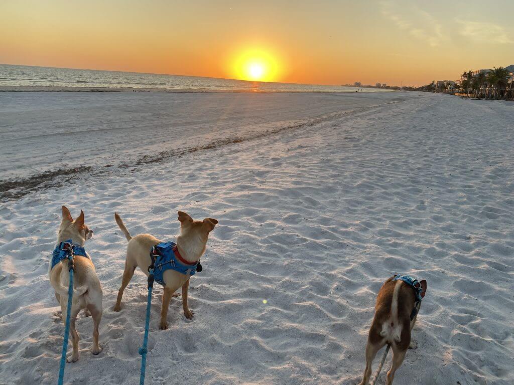 Three chihuahuas enjoy a walk on the beach and a sunset.