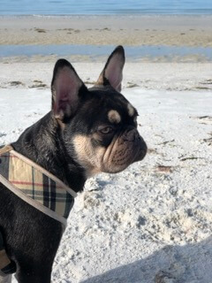 A French Bulldog on Fort Myers Beach.
