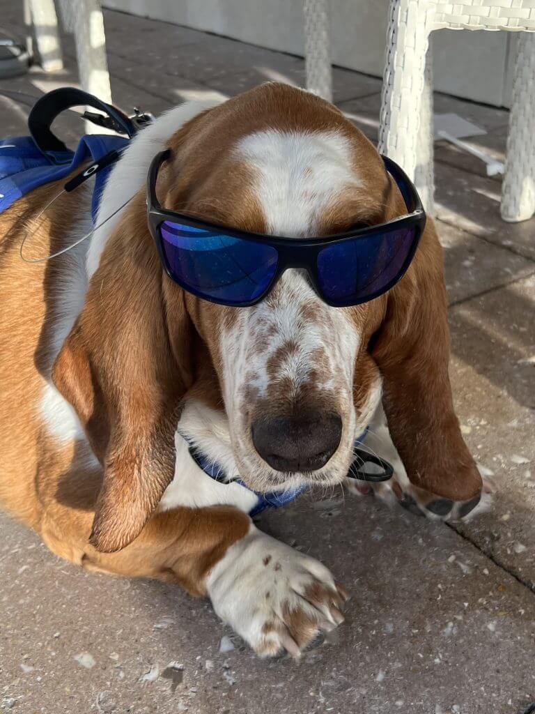 A basset hound wearing sunglasses.
