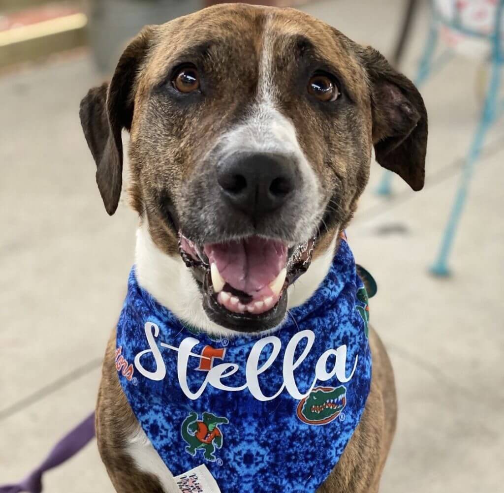 A boxer mix dog wears a bandana with her name 'Stella' on it.