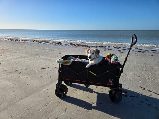 Small dog sitting in a beach wagon by the ocean.