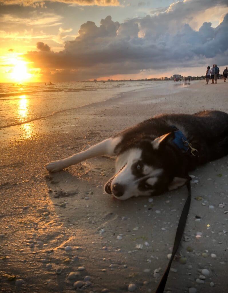 A Siberian Huskey lounges on the beach at sunset.