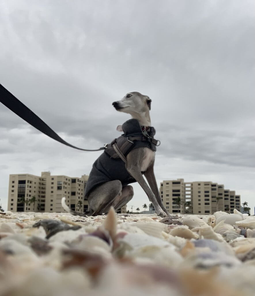 An Italian Greyhound named Sparky Anderson