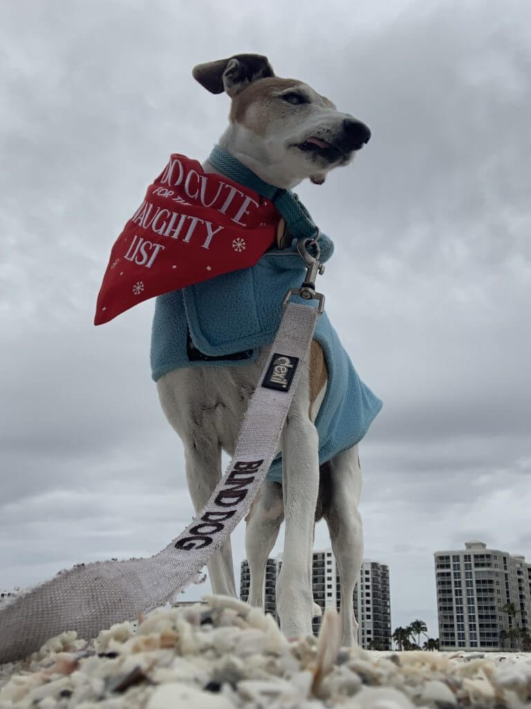 An Italian Greyhound enjoys a walk on the beach.