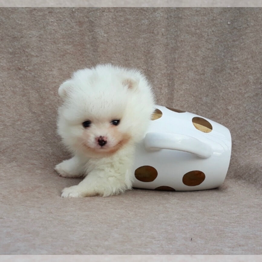 A cute pomeranian puppy with his back end stuck in a coffee mug.