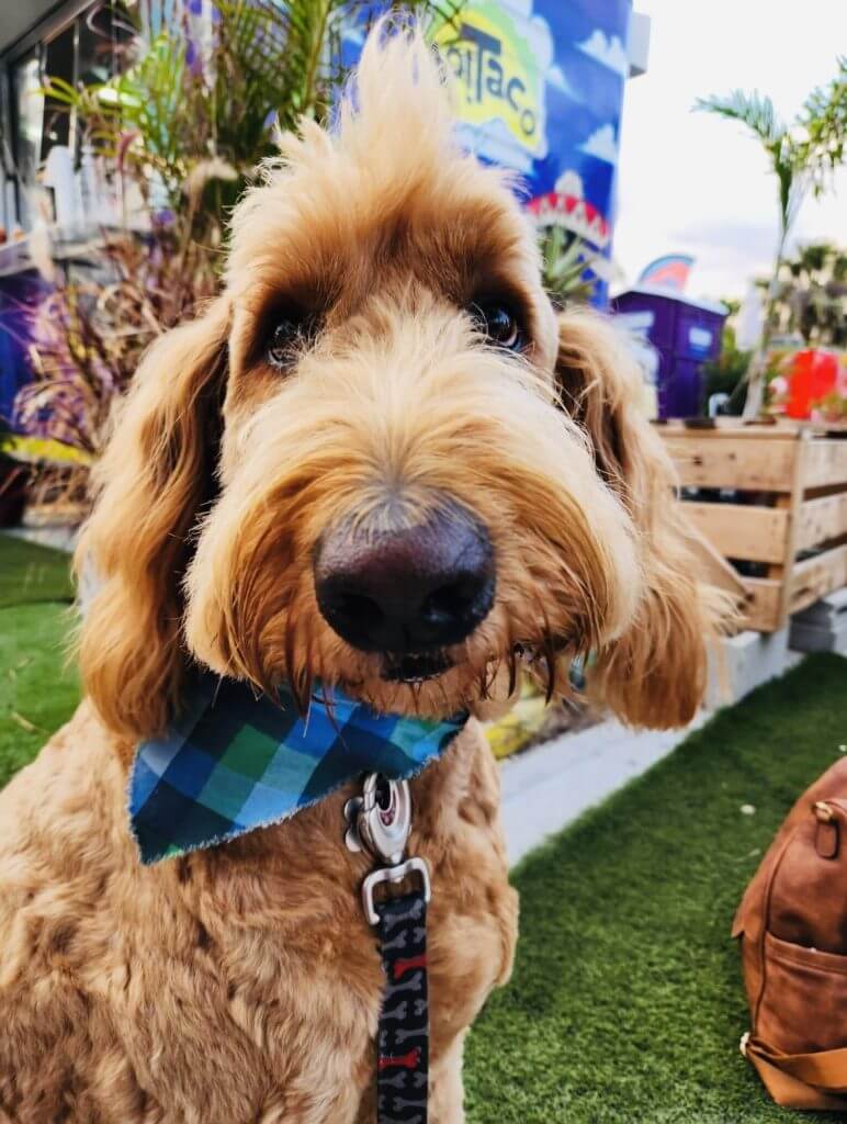 A golden doodle is at Yo Taco on Fort Myers Beach.