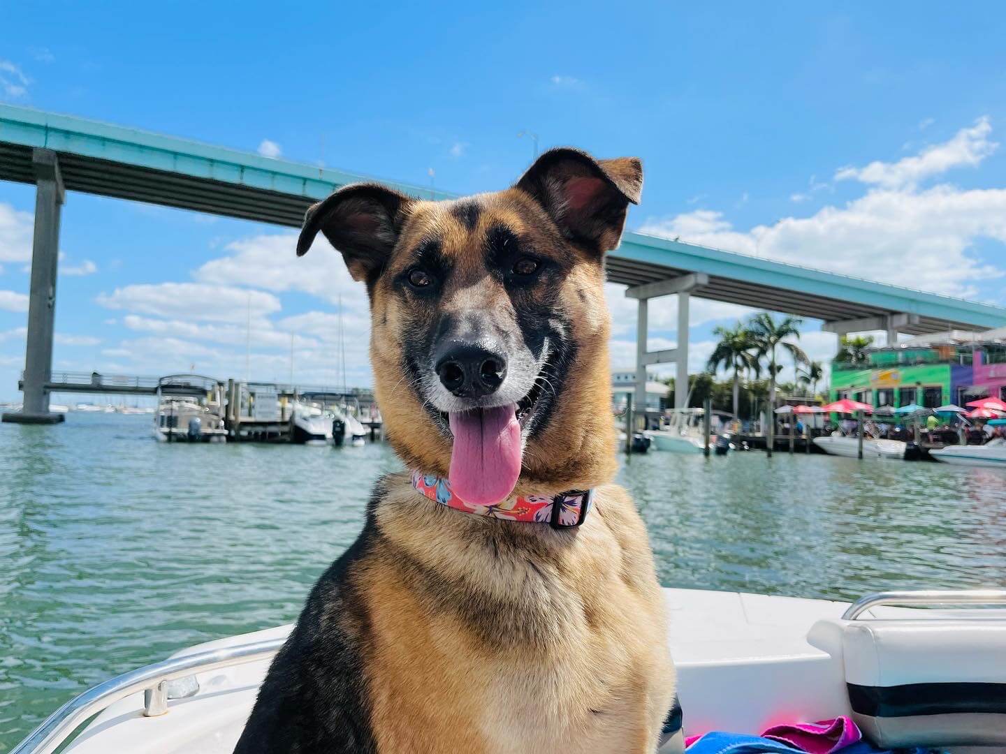 A dog enjoys riding in the bow of a boat.