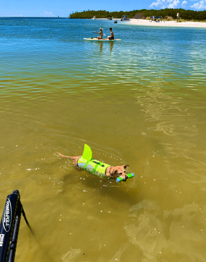 A dog wearing a life jacket with a shark fin swims in the ocean.