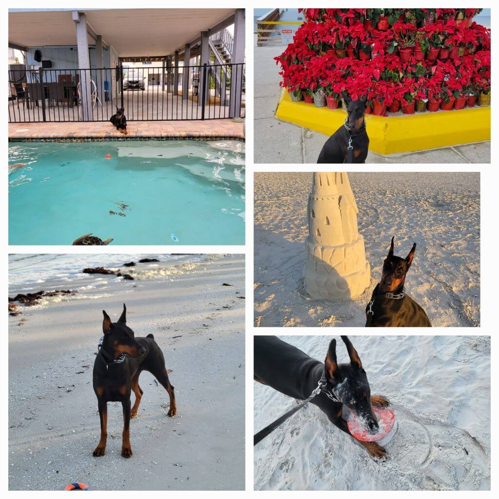 A collage of photos of a Doberman enjoying Fort Myers Beach.