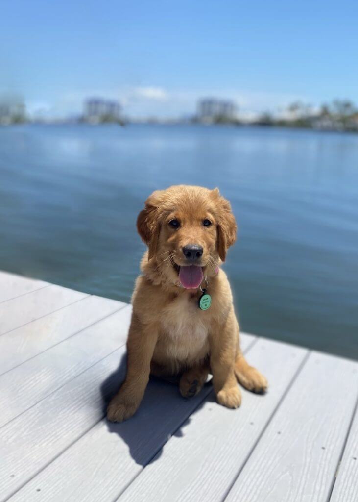 A cute Golden Retriever puppy sitting on a dock.