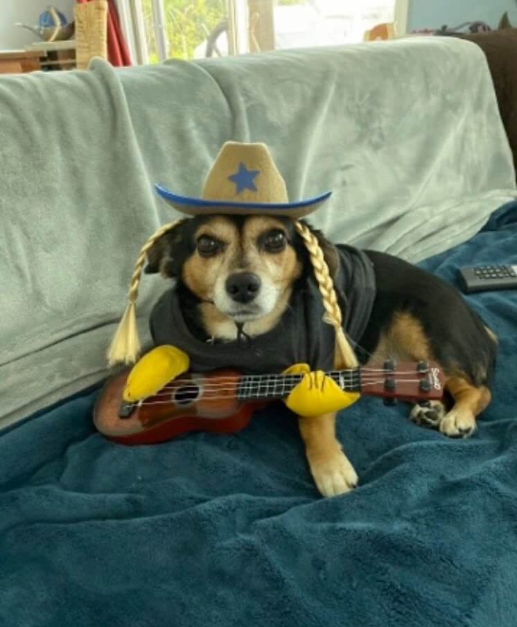 A dog wearing a costume with a cowboy hat and a guitar.