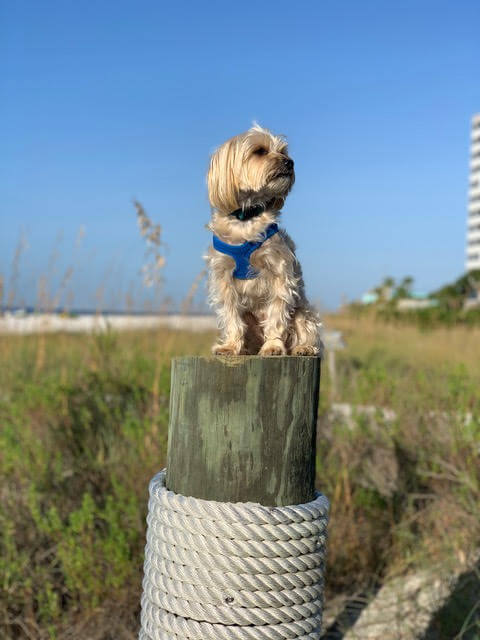 A dog is perched on top of a wooden piling.