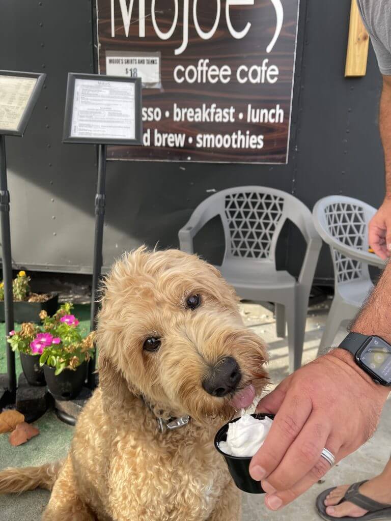 Georgie the golden doodle enjoys a pup cup at MoJoe's Cafe.