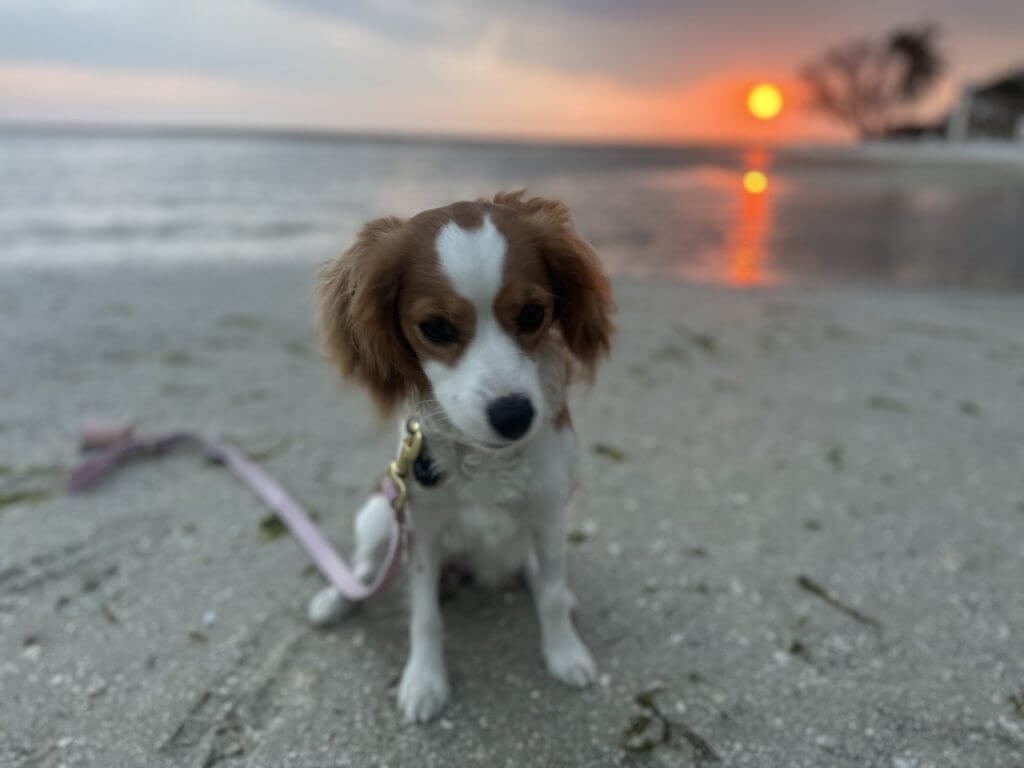 A Cavachon sits on the beach in the light of the setting sun.