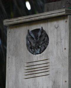 An owl peeks out of a bird house.