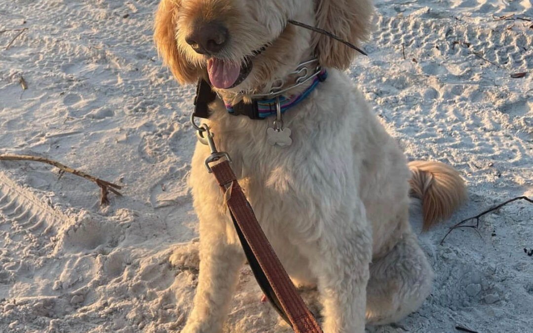 The Pets Of FMB